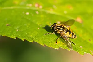 Images Dated 13th October 2019: Marco image of an insect
