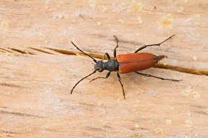 Images Dated 18th July 2013: Marco image of an insect
