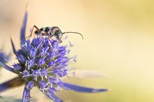 Images Dated 9th August 2019: Marco image of an insect
