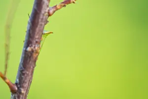 Images Dated 13th October 2019: Marco image of an insect