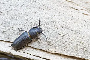 Images Dated 5th July 2013: Marco image of an insect