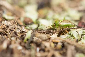 Images Dated 23rd September 2019: Marco image of an insect