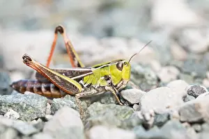 Images Dated 9th August 2019: Marco image of an insect