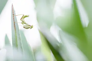 Corsica Prints: Marco image of an insect