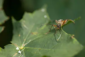 Images Dated 1st July 2019: Marco image of an insect