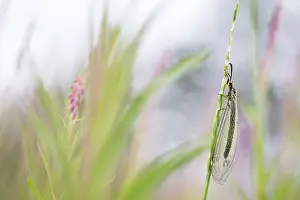 Images Dated 26th June 2019: Marco image of an insect
