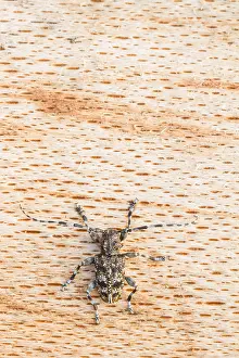 Images Dated 7th July 2013: Marco image of an insect