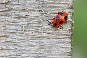 Images Dated 11th July 2013: Marco image of an insect