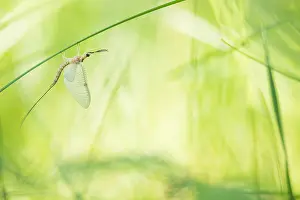 Images Dated 19th June 2019: Marco image of an insect