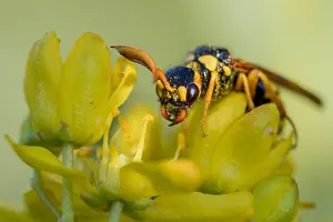 Images Dated 29th May 2015: Marco image of an insect