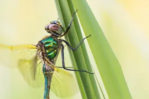 Images Dated 17th June 2016: Marco image of an insect