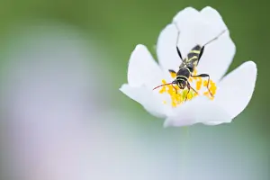 Images Dated 14th June 2019: Marco image of an insect