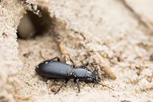 Images Dated 20th September 2019: Marco image of an insect