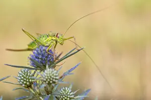 Images Dated 7th August 2019: Marco image of an insect