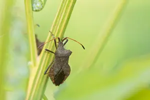 Images Dated 13th October 2019: Marco image of an insect