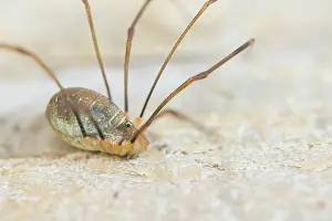 Images Dated 13th October 2019: Marco image of an insect