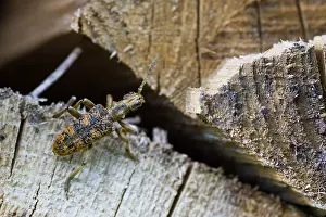 Images Dated 13th June 2013: Marco image of an insect