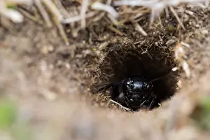 Images Dated 11th April 2018: Marco image of an insect