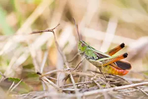Images Dated 18th July 2018: Marco image of an insect