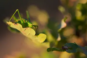Images Dated 21st August 2018: Marco image of an insect