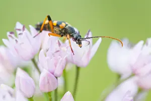 Images Dated 11th July 2014: Marco image of an insect