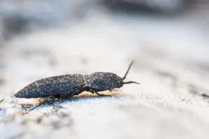 Images Dated 5th April 2018: Marco image of an insect
