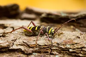 Images Dated 17th July 2013: Marco image of an insect