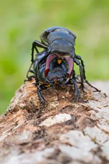 Images Dated 8th July 2013: Marco image of an insect