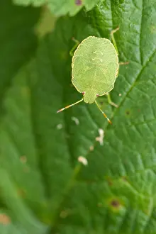 Images Dated 13th August 2019: Marco image of an insect