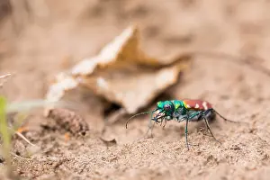 Images Dated 5th June 2019: Marco image of an insect