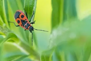 Images Dated 13th October 2019: Marco image of an insect