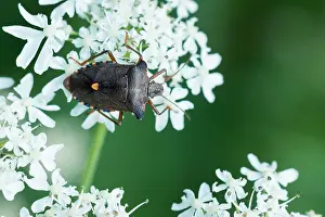 Images Dated 4th August 2019: Marco image of an insect