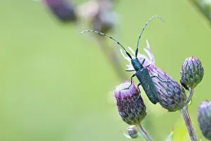 Slovenia Prints: Marco image of an insect
