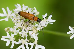 Images Dated 26th July 2013: Marco image of an insect