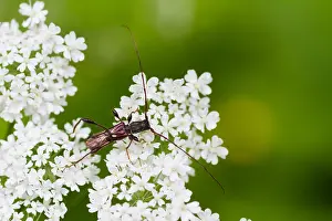 Images Dated 23rd July 2013: Marco image of an insect