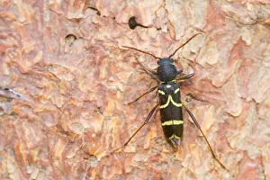 Marco image of an insect
