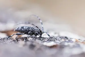 Images Dated 17th June 2019: Marco image of an insect