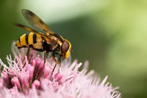 Slovenia Prints: Marco image of an insect