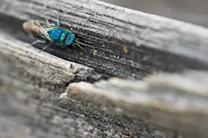 Images Dated 3rd August 2019: Marco image of an insect