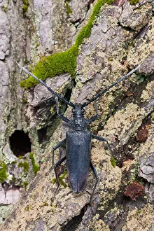 Images Dated 18th June 2010: Marco image of an insect