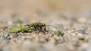 Images Dated 26th May 2016: Marco image of an insect