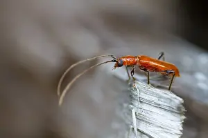 Images Dated 5th July 2013: Marco image of an insect
