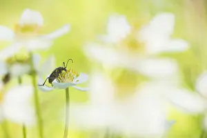Images Dated 19th June 2019: Marco image of an insect