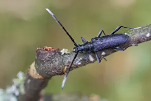 Images Dated 21st June 2013: Marco image of an insect