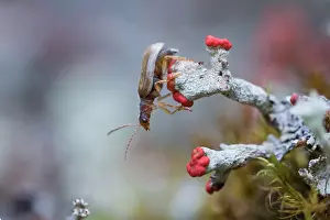 Images Dated 12th June 2016: Marco image of an insect