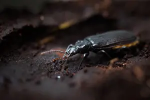 Images Dated 20th July 2015: Marco image of an insect