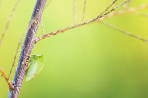 Images Dated 13th October 2019: Marco image of an insect