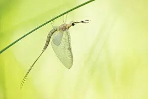Images Dated 19th June 2019: Marco image of an insect