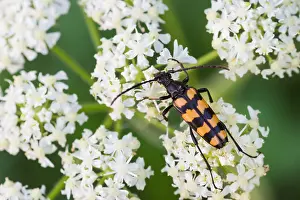 Images Dated 1st August 2013: Marco image of an insect