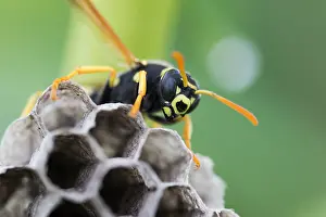 Images Dated 17th May 2015: Marco image of an insect